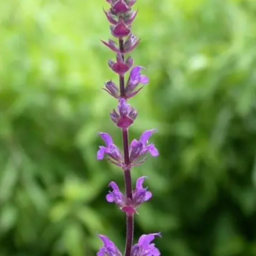 Vaste plant Salie (Salvia Nemorosa 'Caradonna), 30 stuks, 2,50 per stuk