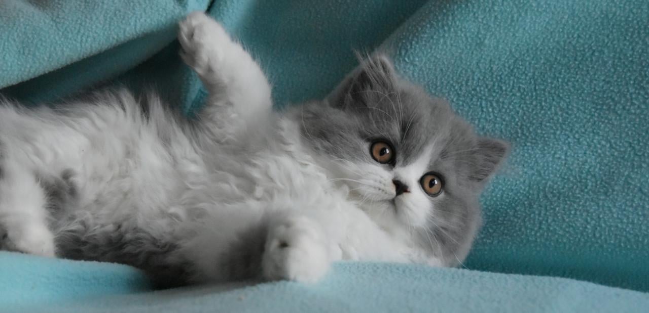 Lief & Ondeugend Brits Langhaartje Chance zoekt personeel!