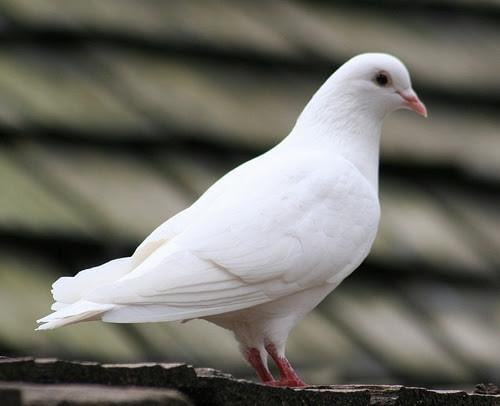 Witte postduif duivin