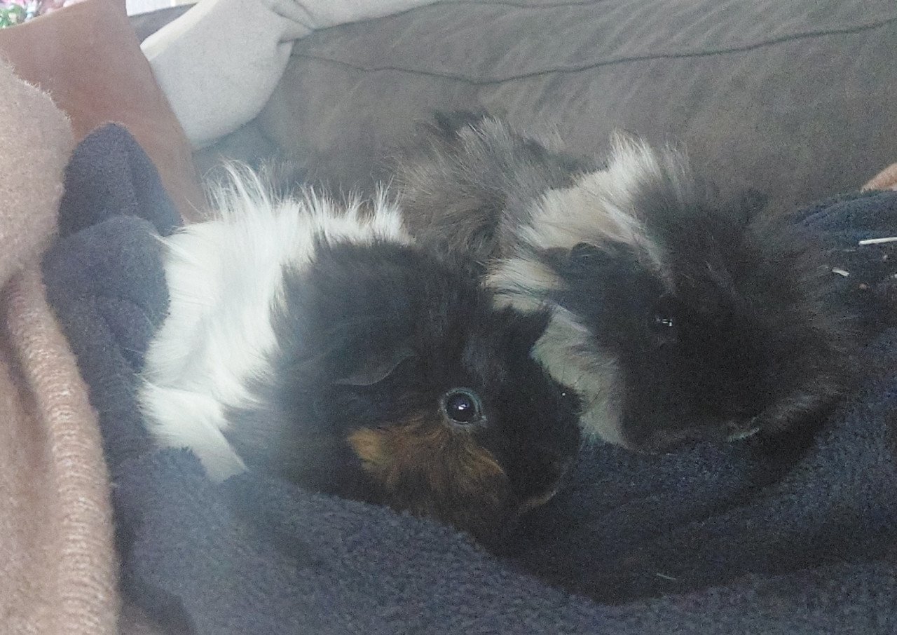 2 cavia zeugjes