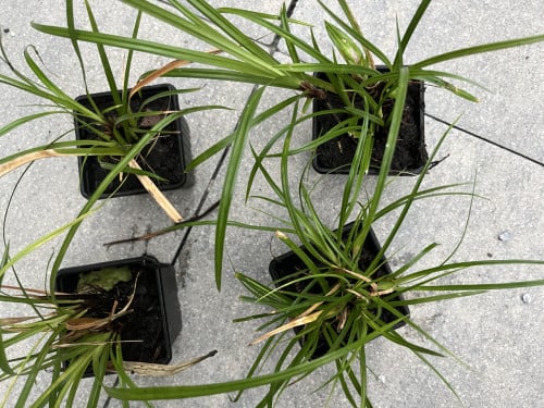 Siergras Carex irisch green
