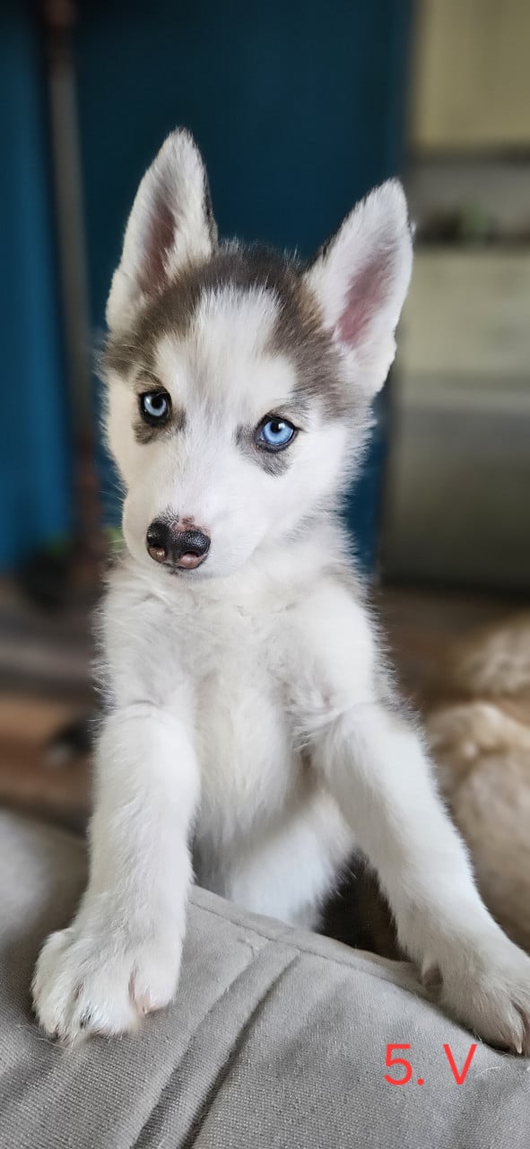 Prachtige husky-puppy's op zoek naar een permanent thuis
