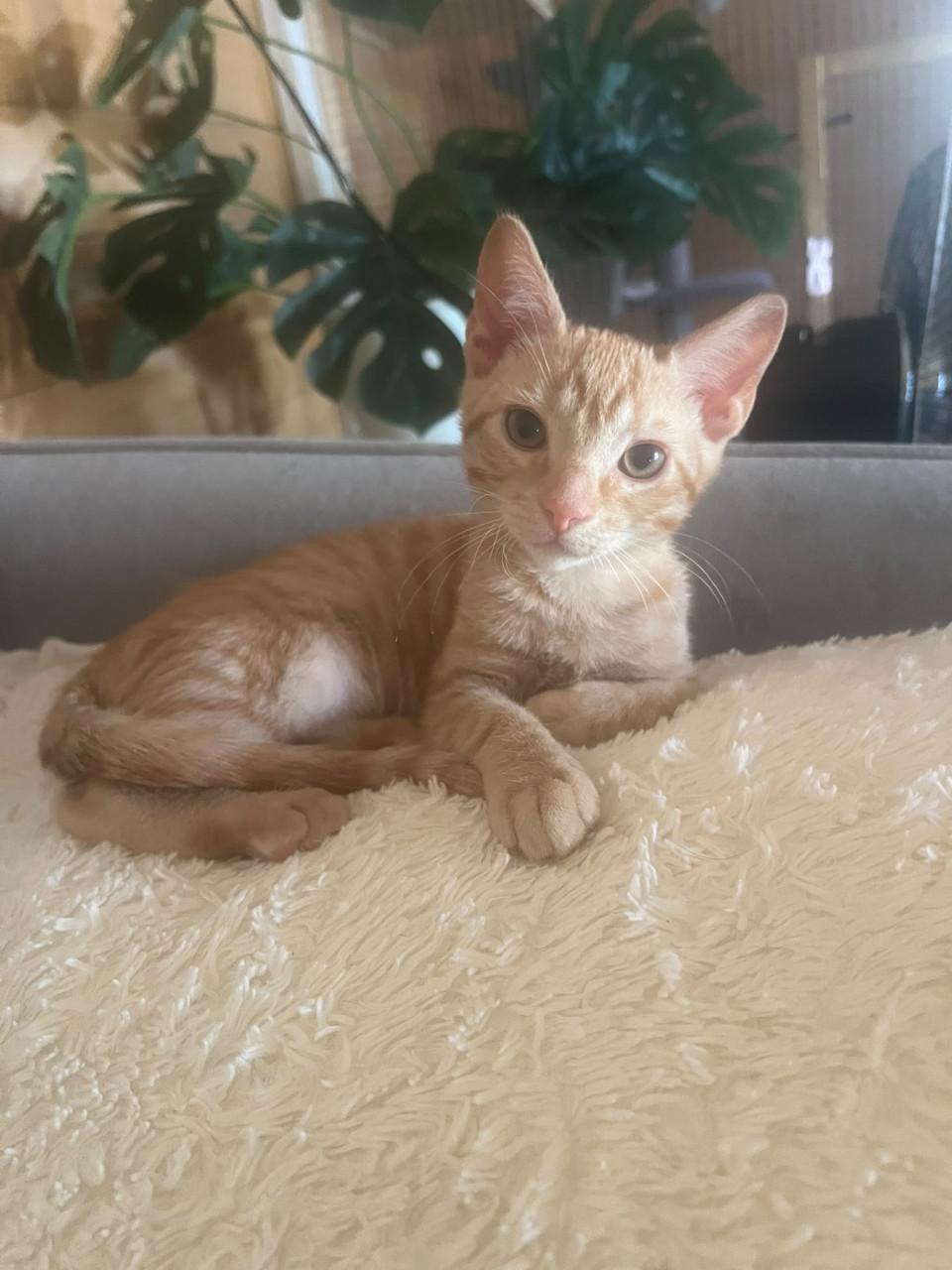 Deze lieve kittens zoeken een lief baasje!