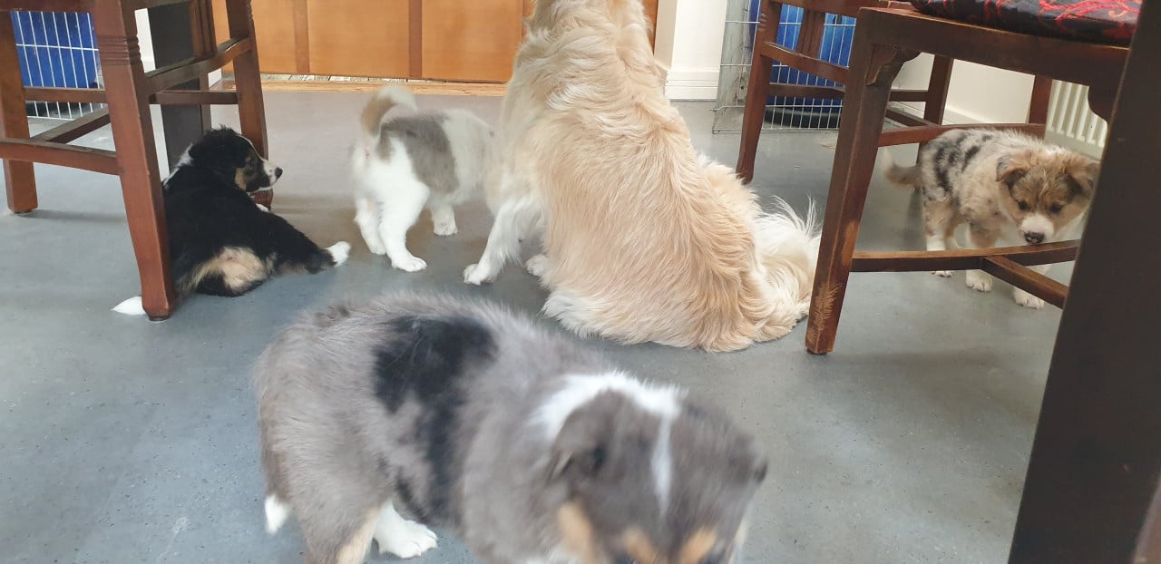 Border Collie
