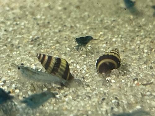 Anatome helena slakken