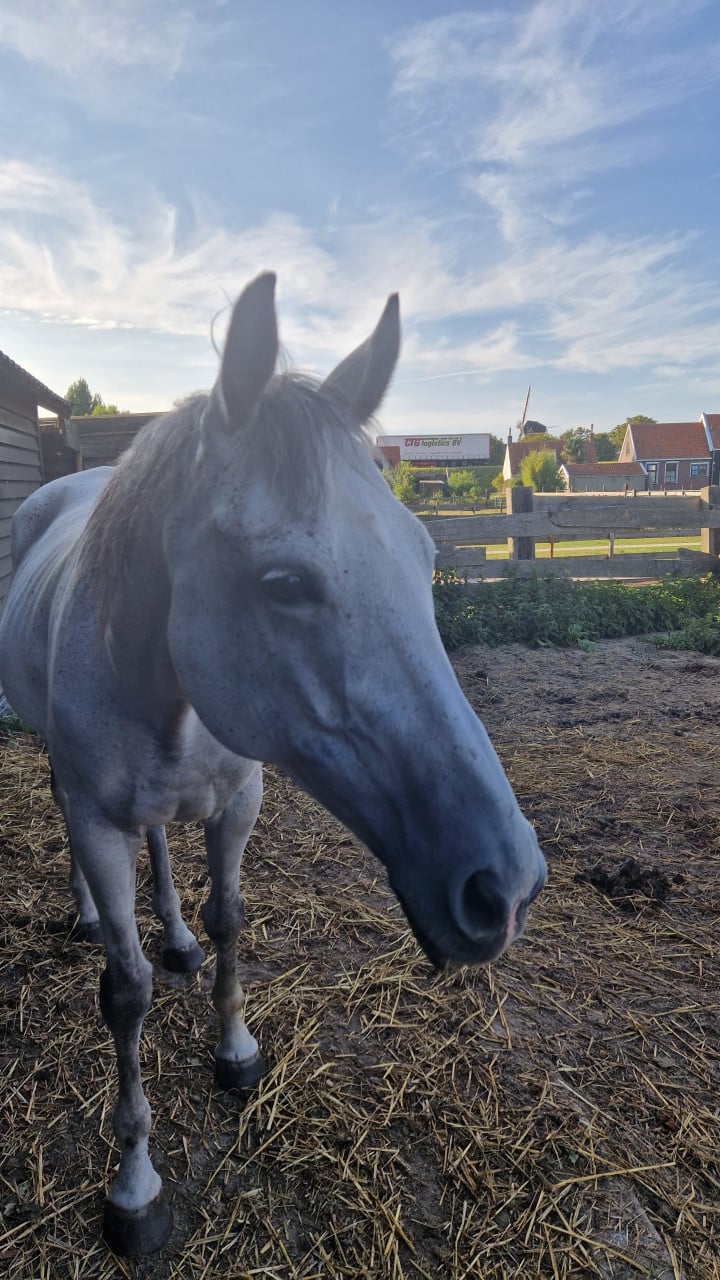 Ruin schoft 1,60mtr  franse volbloed