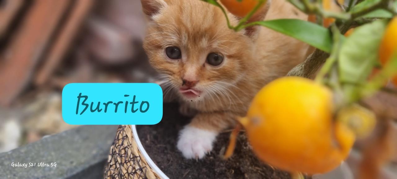 Kittens