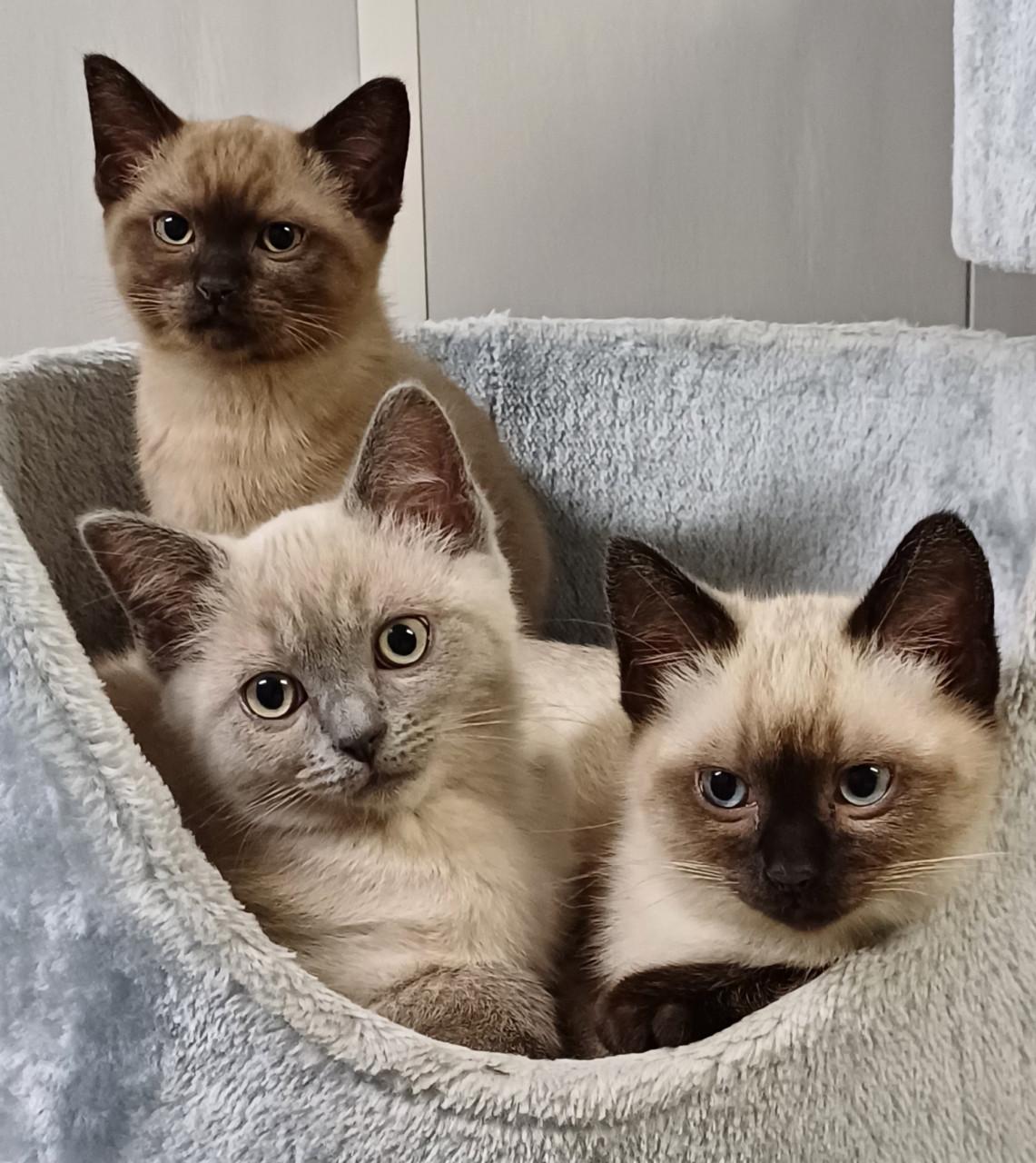 Mooie Ragdoll (dek)kater (helemaal getest)