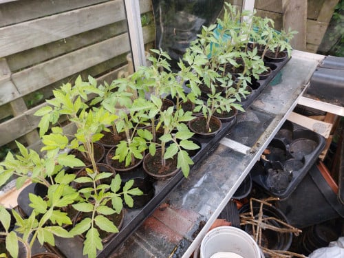 Tomatenplanten