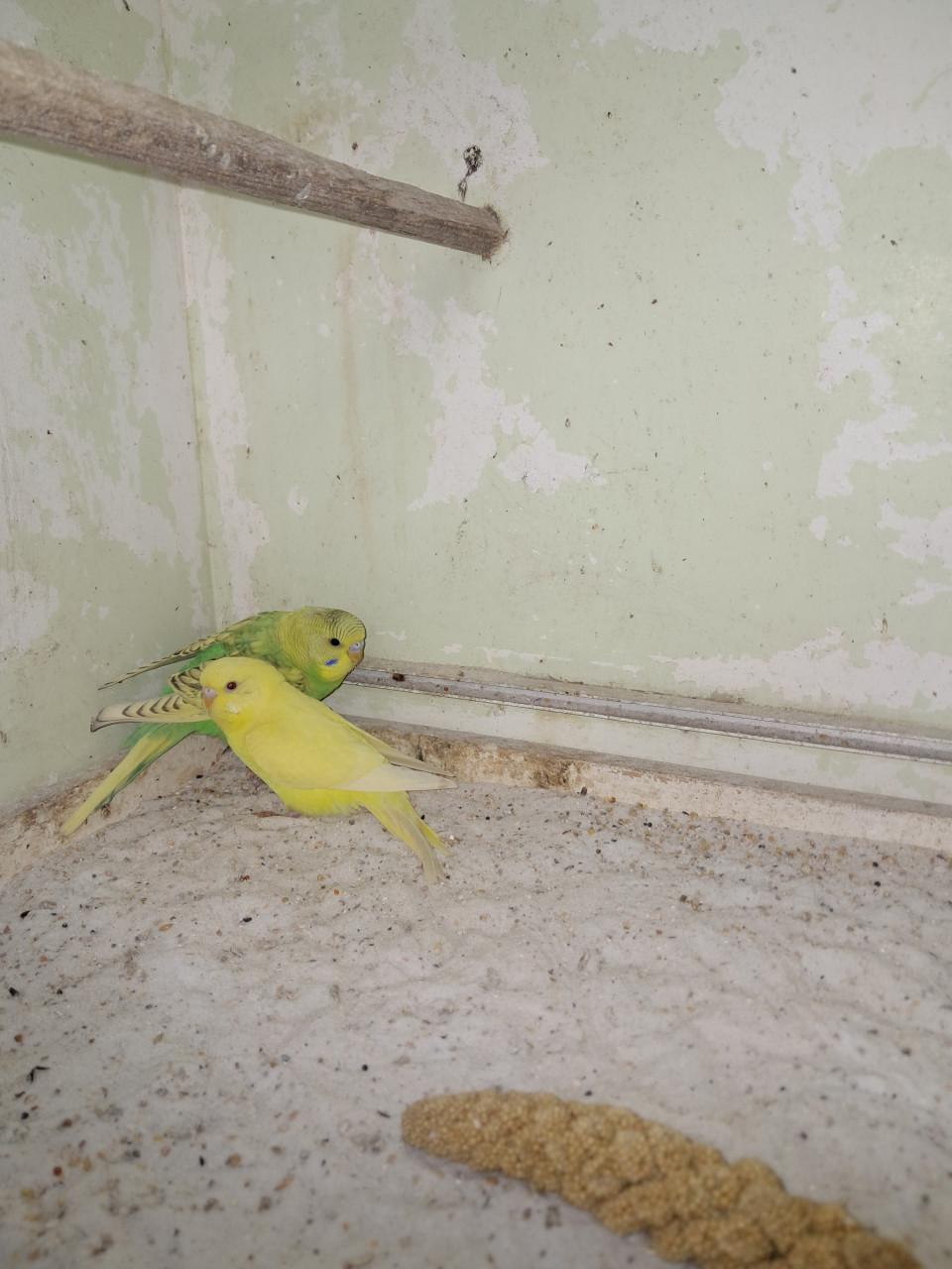 2 jonge grasparkieten