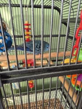 Koppel catarina parkieten