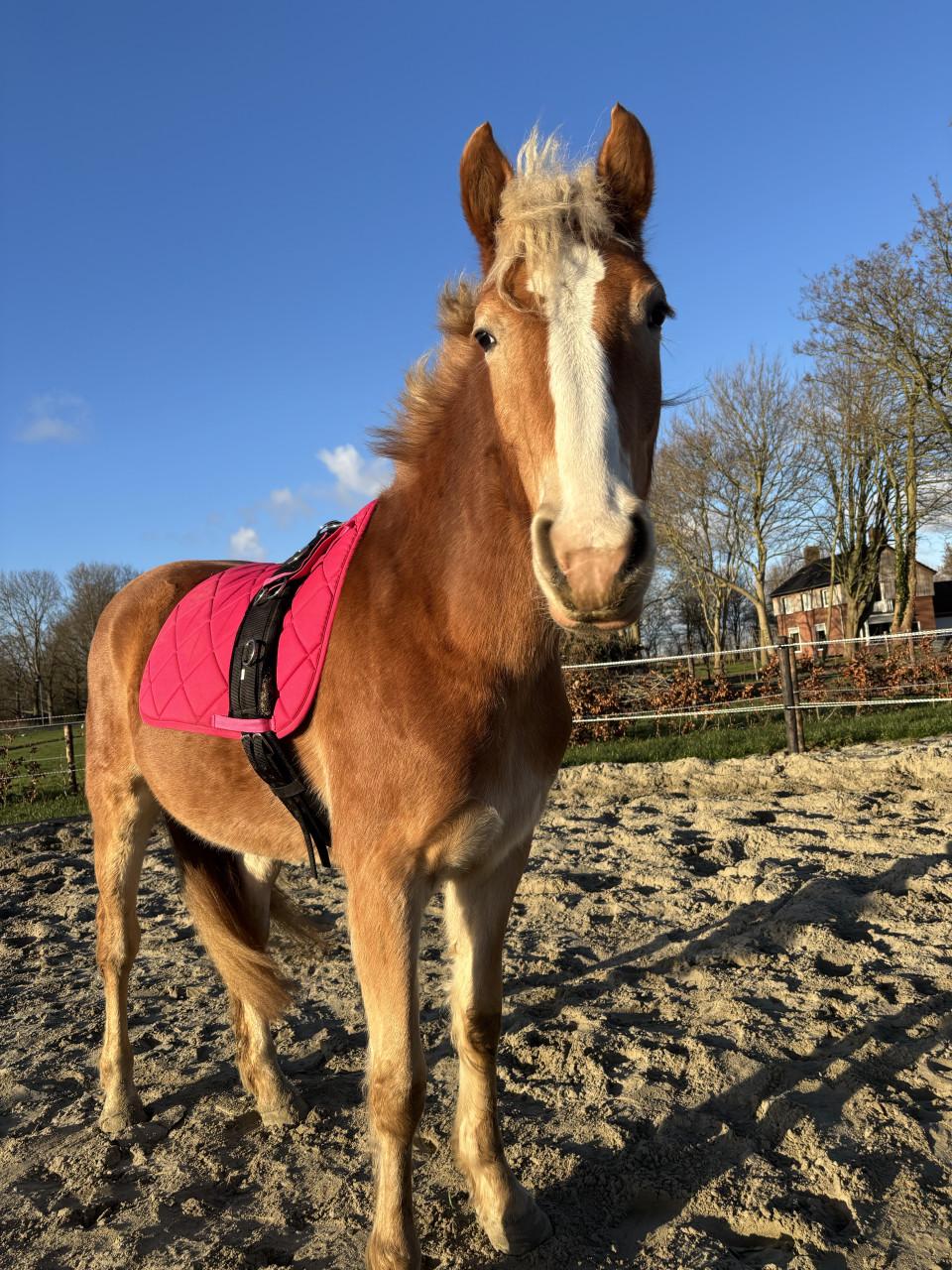 Haflinger merrie te koop