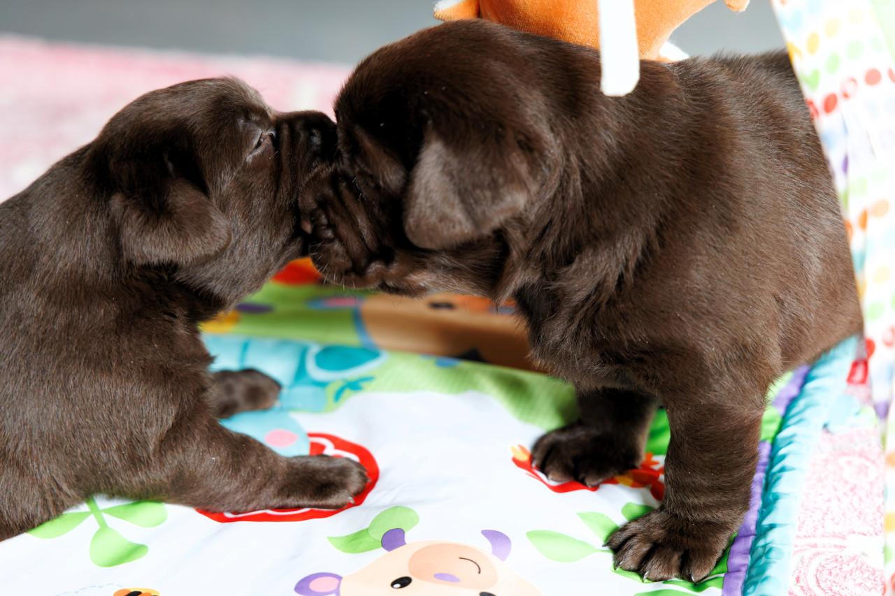 Chocolade Bruine Labrador Pups