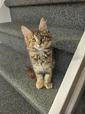 Maine coon kitten