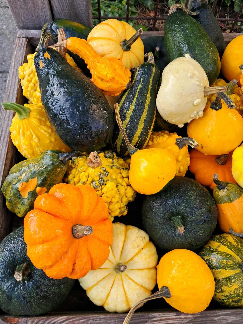 Kalebassen, pompoenen, courgettes en oleanders