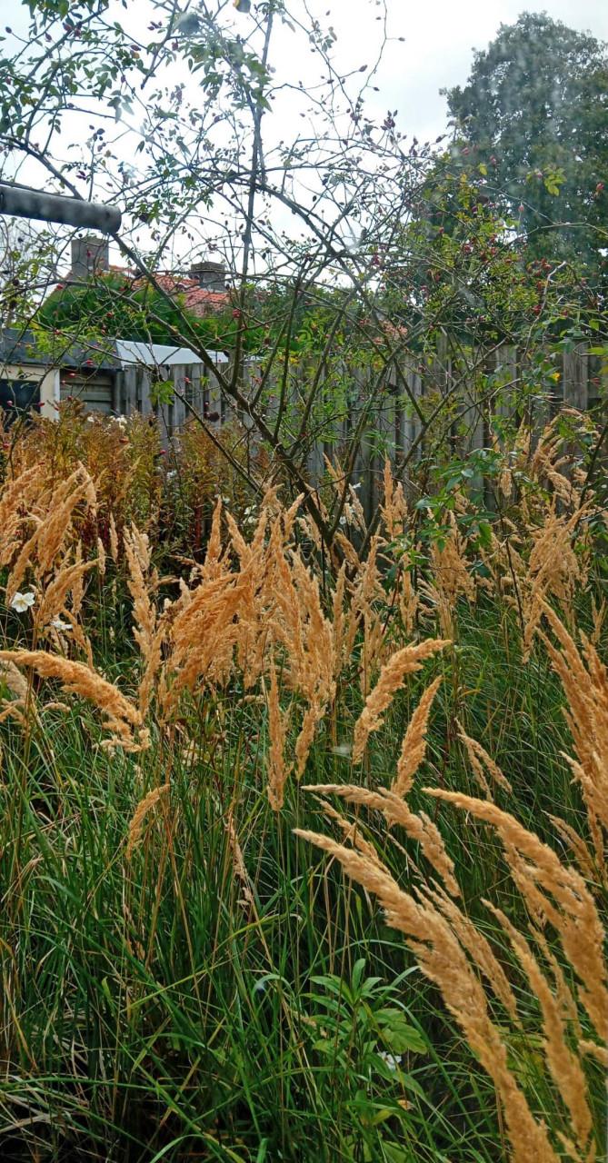 Wie kan mij helpen met de voor & achtertuin onkruidvrij te maken?