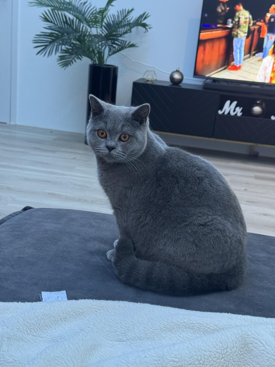 2 Britse korthaarkatten