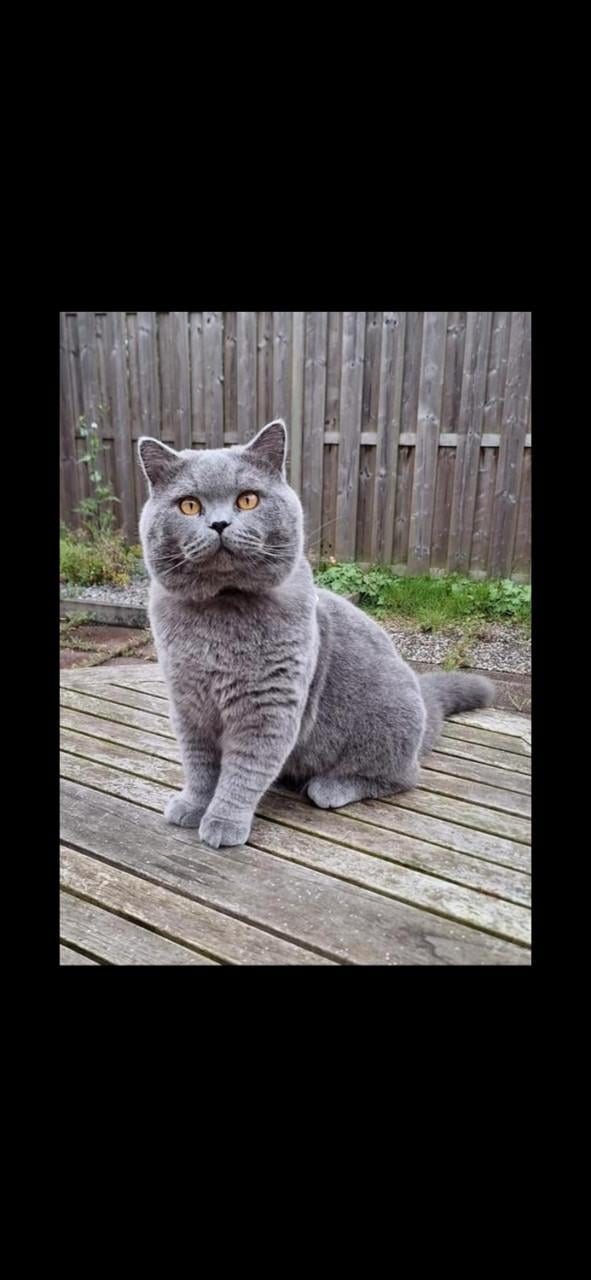Vermist Katter