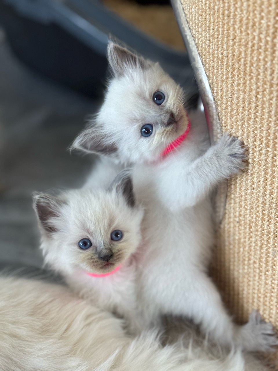 Ragdoll x Nebelung poesjes en katertjes kittens