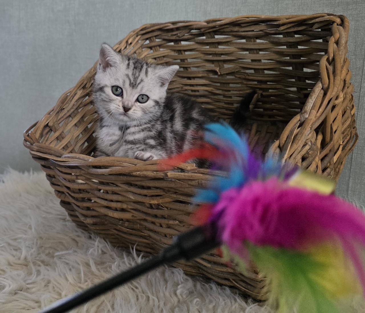 Brits korthaar kittens  (Whiskas)