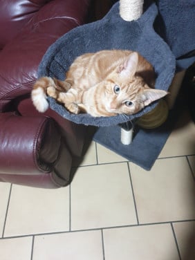 Poes