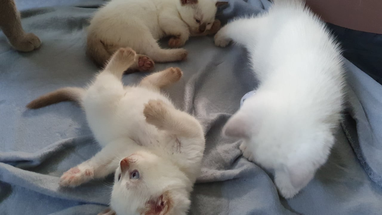 Britse korthaar kittens