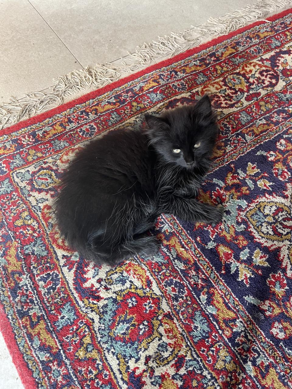 Kittens