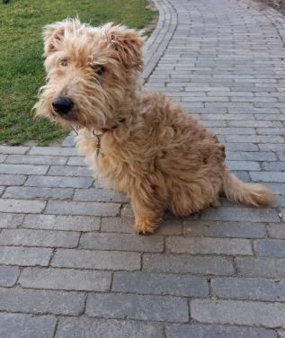 Lakeland terrier pup met stamboon