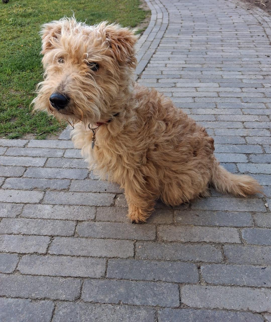Lakeland terrier pup met stamboon