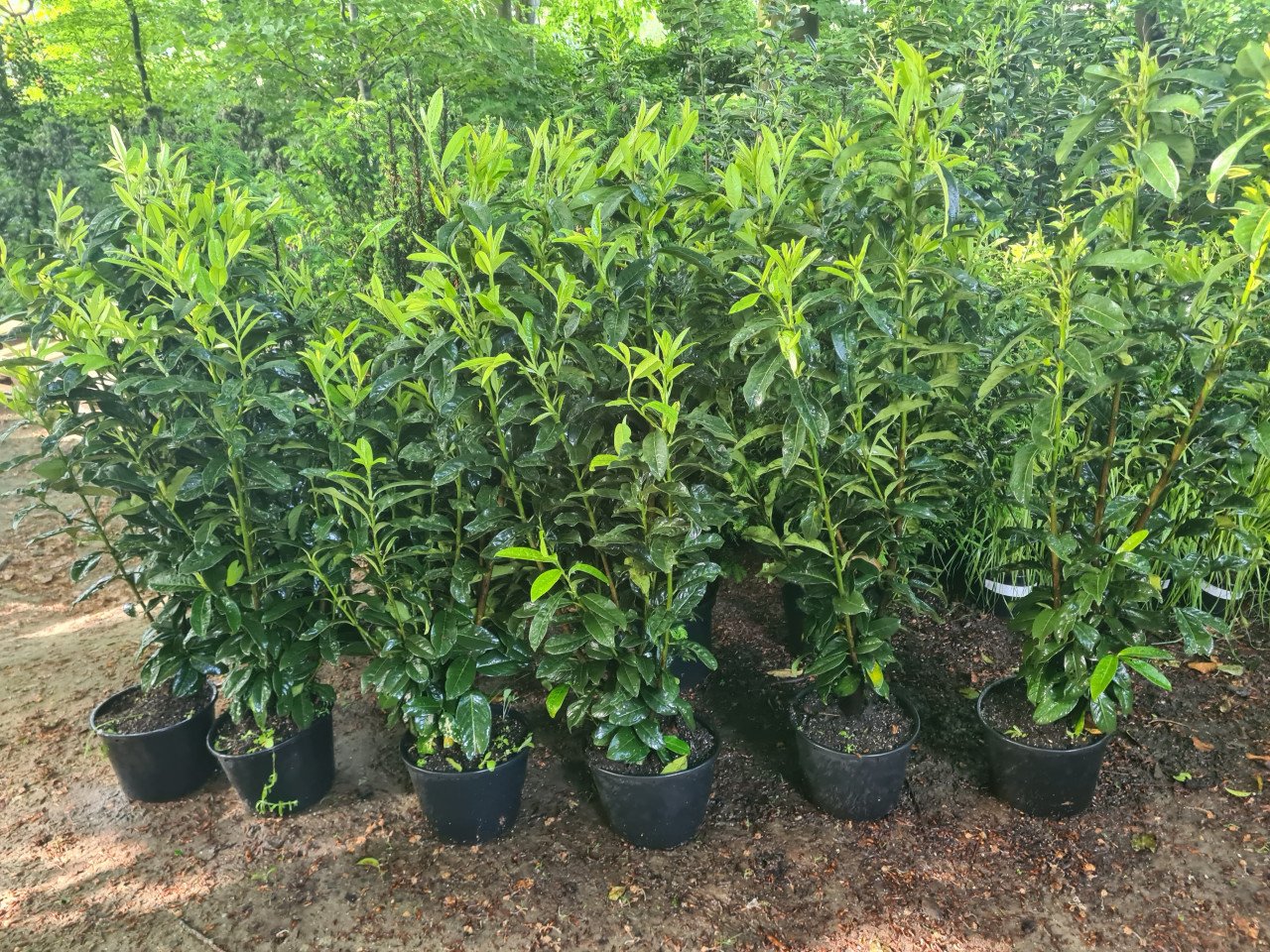 Prunus Genolia haagplanten ca. 100cm superprijs! OP=OP