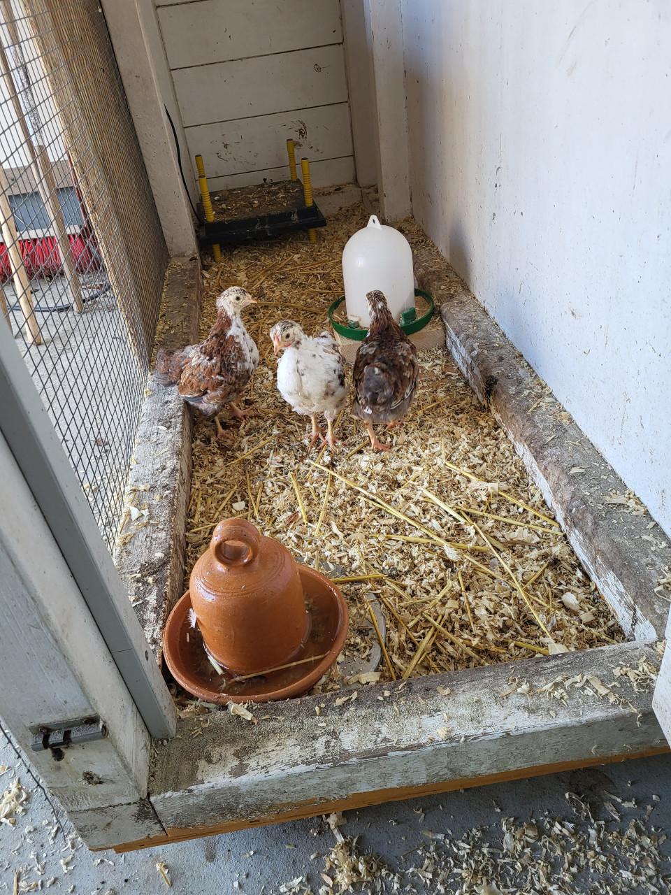 Roodporseleine krielkippen wyandotte