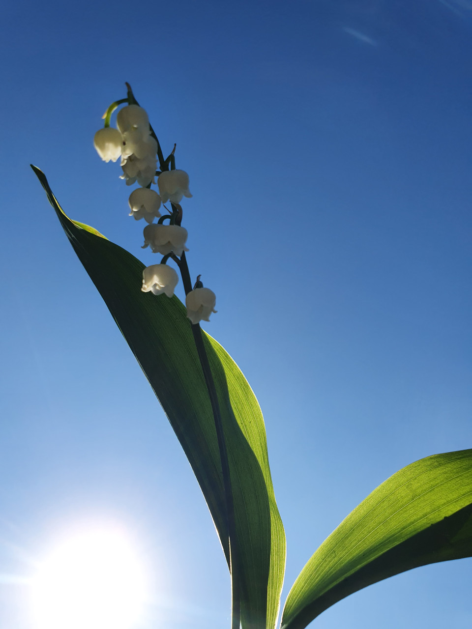 Lelietje-van-Dalen en Hosta's