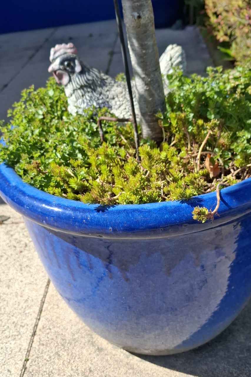 Gezonde Kersenboom ( zoete kers ) in blauwe Aziatische pot