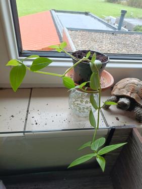 Hangplantje