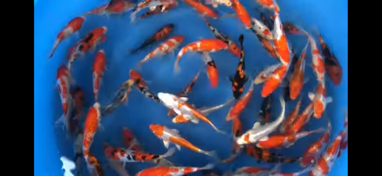 Veel koi: o.a. Tosai mix 14-16cm. Vanaf 20st.Thuis geleverd!