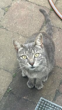 Lieve blauwe streep. Poes