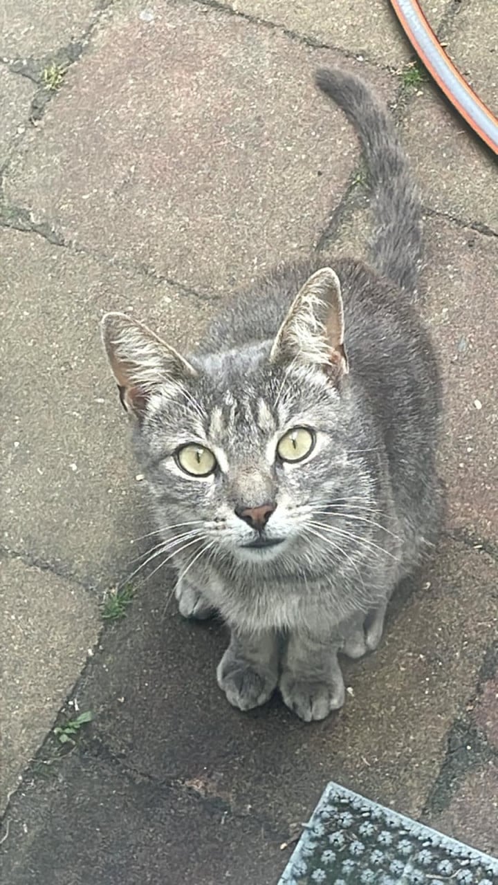 Lieve blauwe streep. Poes