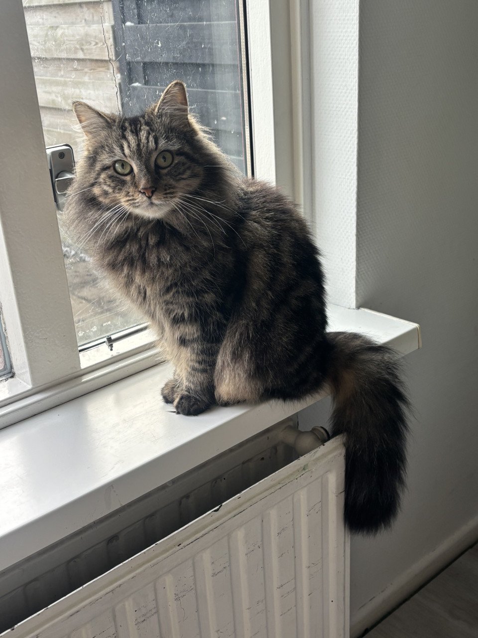 Siberische bos kat kittens