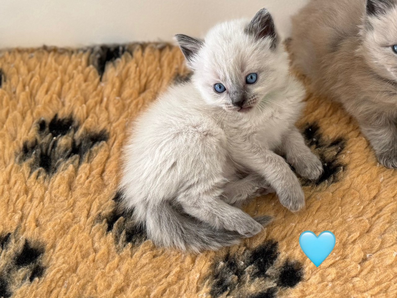 Ragdoll x Nebelung kittens