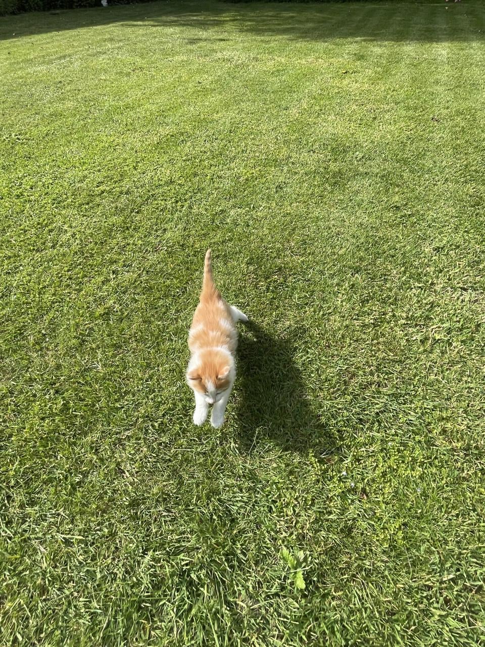 Kitten