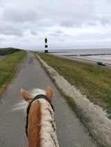 Te lease/ te koop (of verzorgster)  lieve 19 jarige haflinger merrie