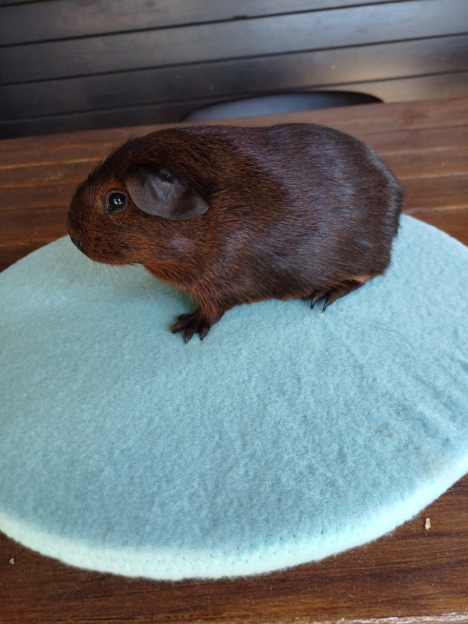 Diverse leuke cavia's aangeboden.