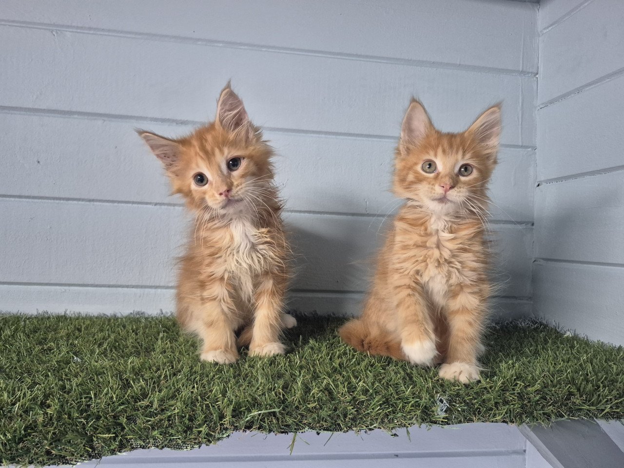 Maine coon kittens LAATSTE 2
