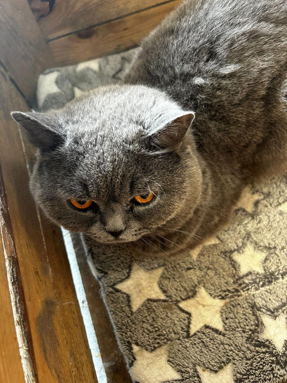 Lieve britse korthaar kittens zoeken een goed huisje