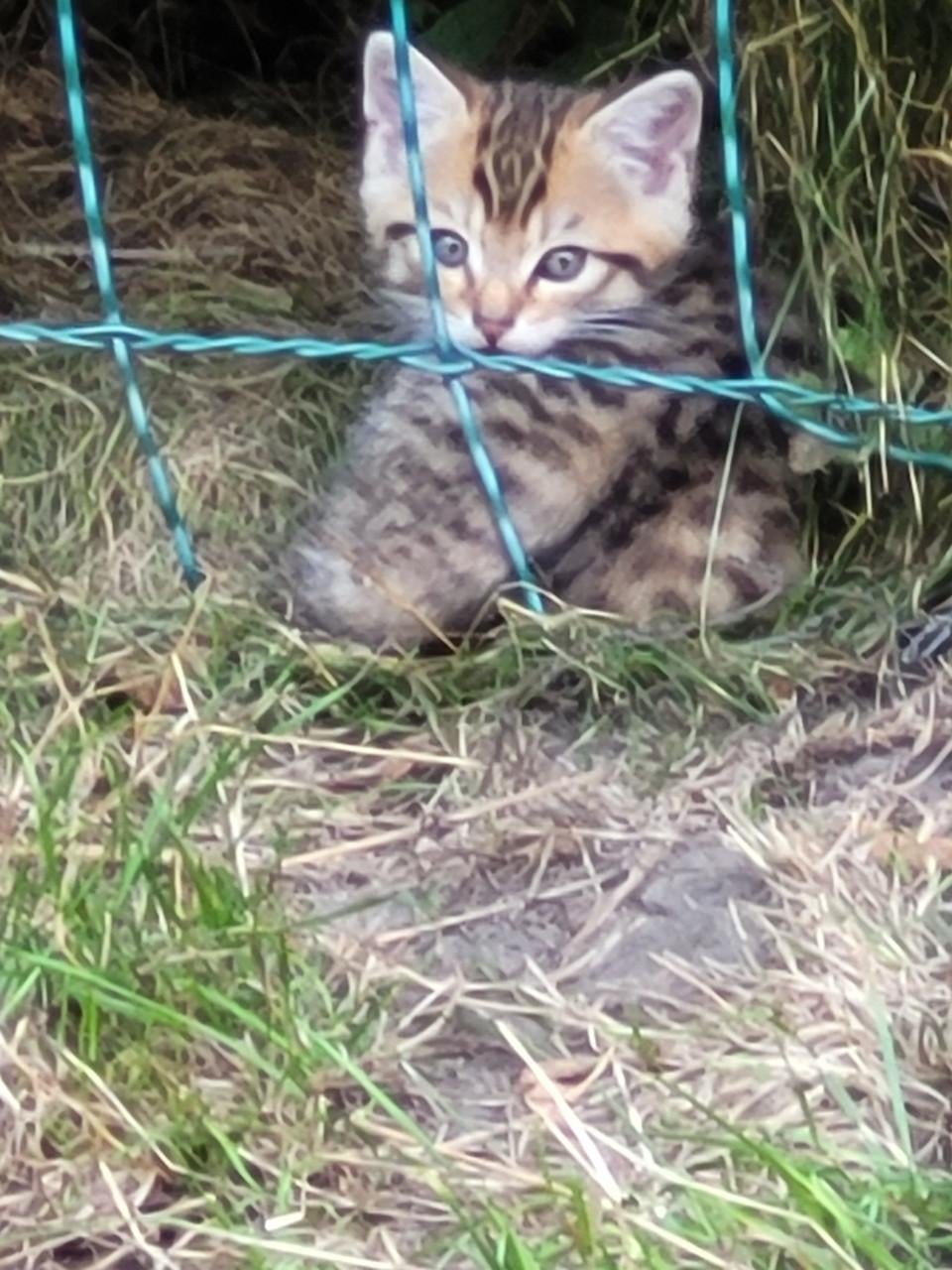 Boerderijschatjes