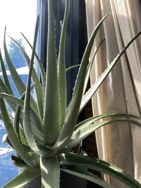 Aloe Vera plant groot 2 stuks, ophalen in Goes