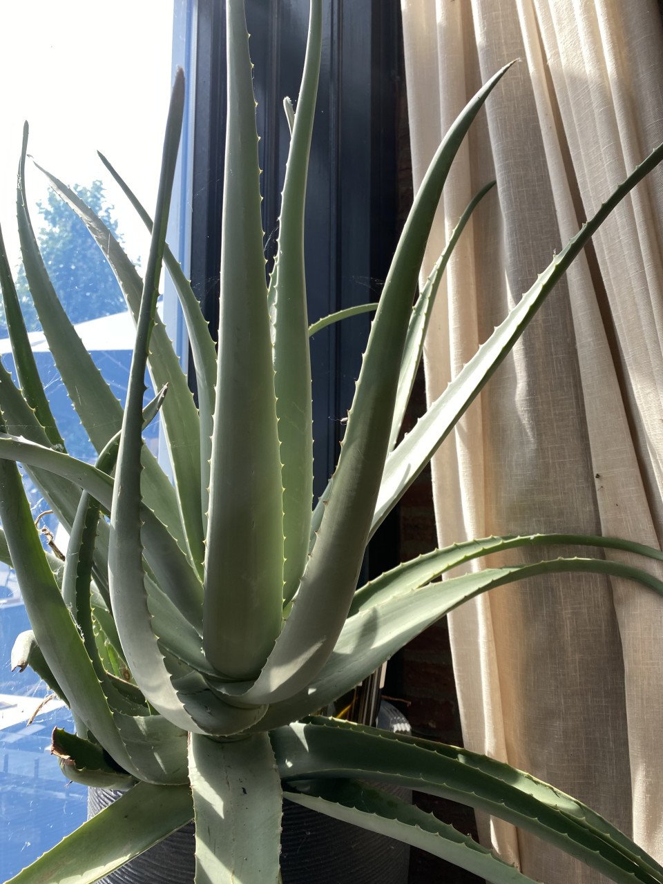 Aloe Vera plant groot 2 stuks, ophalen in Goes