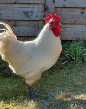 Poule de bresse haan