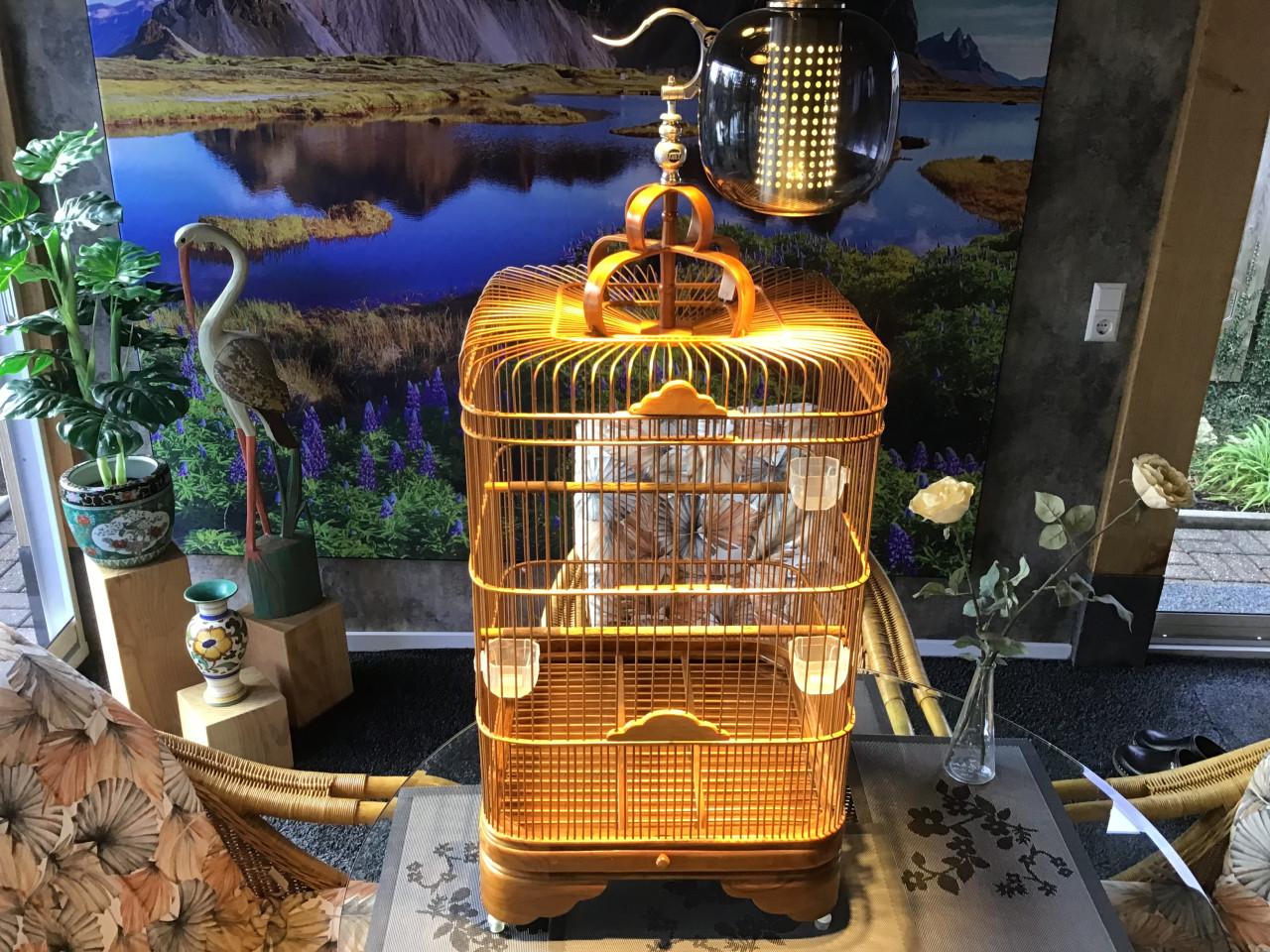 Zangkooi voor b v shamalijster