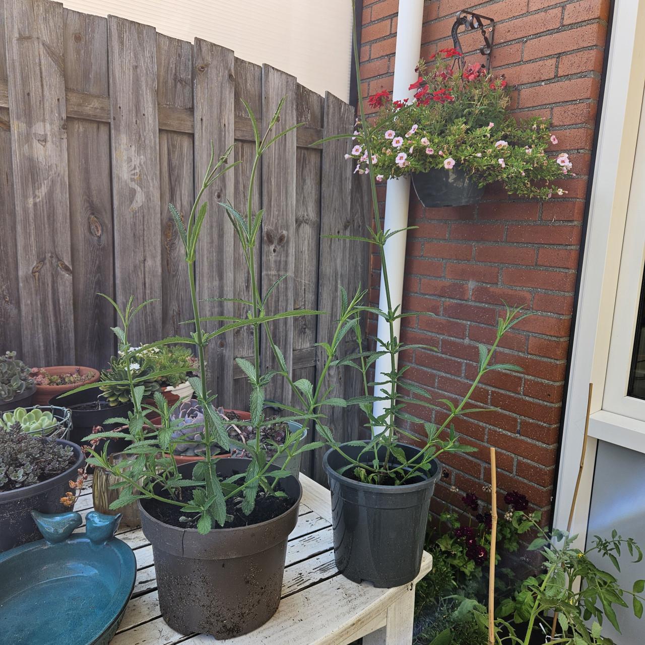 Verbena